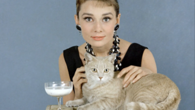 Photo of Audrey Hepburn’s 20 greatest films – ranked!